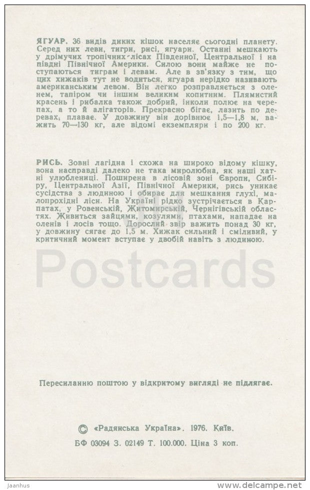 Jaguar - Lynx - Kiev Kyiv Zoo - 1976 - Ukraine USSR - unused - JH Postcards