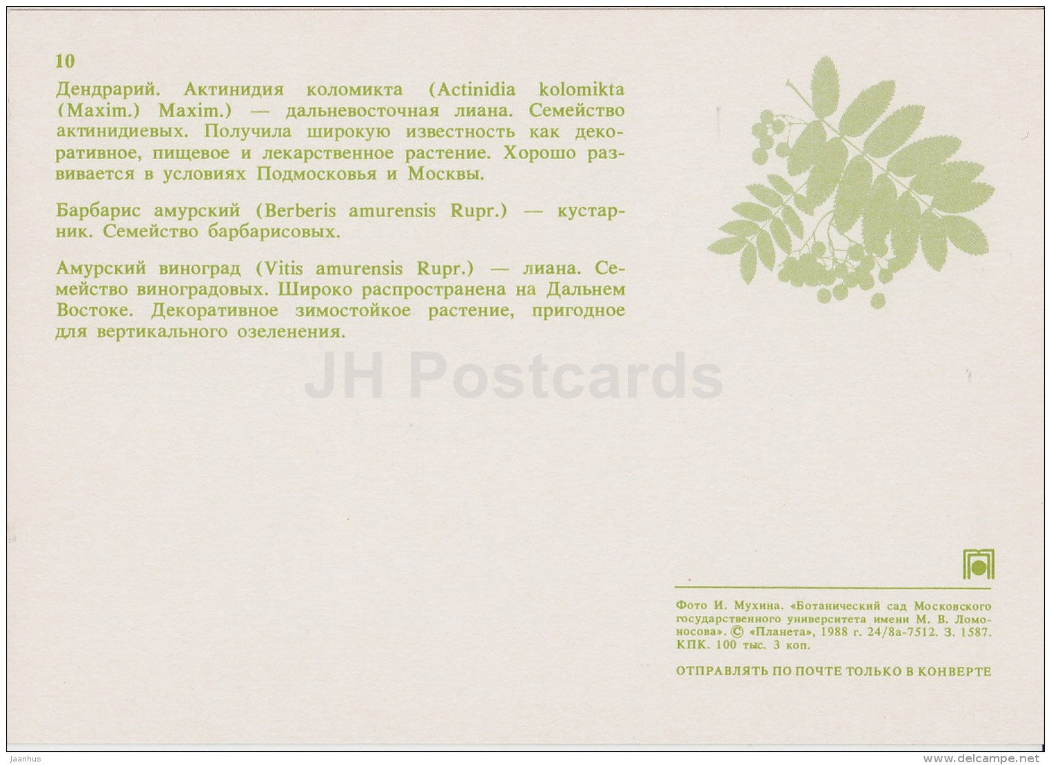 Actinidia kolomikta - Berberis amurensis - Amur Grape - Moscow Botanical Garden - 1988 - Russia USSR - unused - JH Postcards