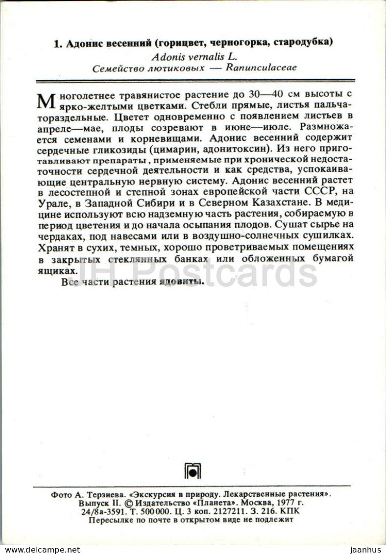 Adonis vernalis - Oeil de faisan - Plantes médicinales - 1977 - Russie URSS - inutilisé 