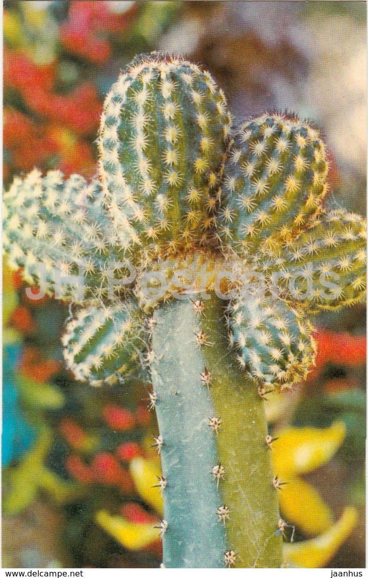 Echinocereus melanocentrus - cactus - flowers - 1974 - Russia USSR - unused - JH Postcards