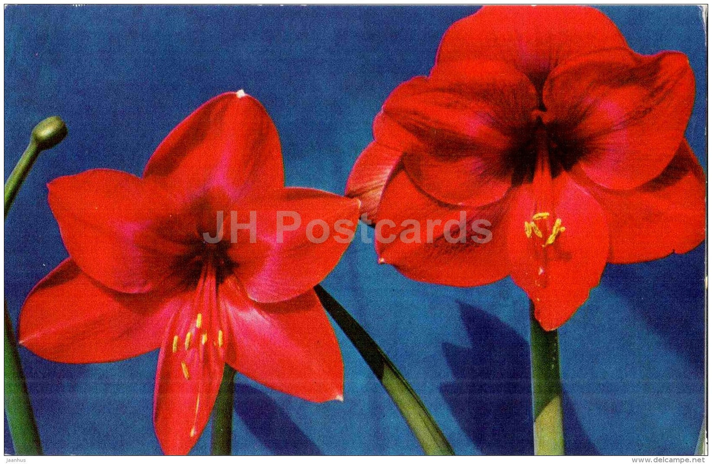Amaryllis - flowers - 1973 - Russia USSR - unused - JH Postcards