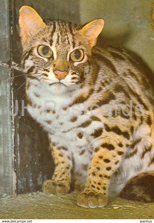 Leopard cat - Felis bengalensis - Tallinn Zoo - 1989 - Estonia USSR - unused - JH Postcards