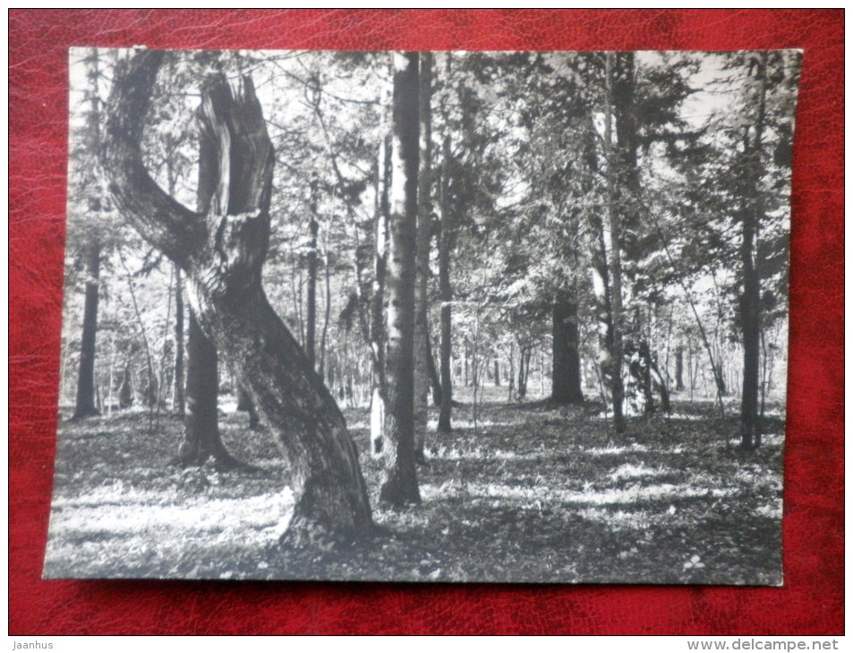 Rannamõisa forest - 1967 - Estonia - USSR - unused - JH Postcards