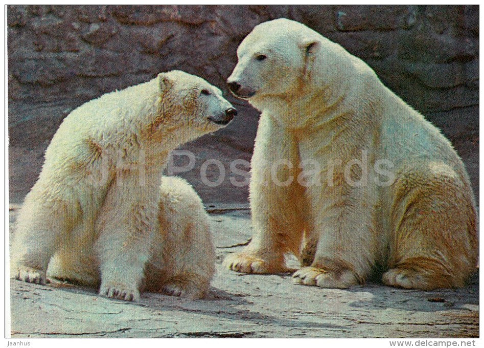 Polar bear - Thalarctos maritimus - Moscow Zoo - 1982 - Russia USSR - unused - JH Postcards