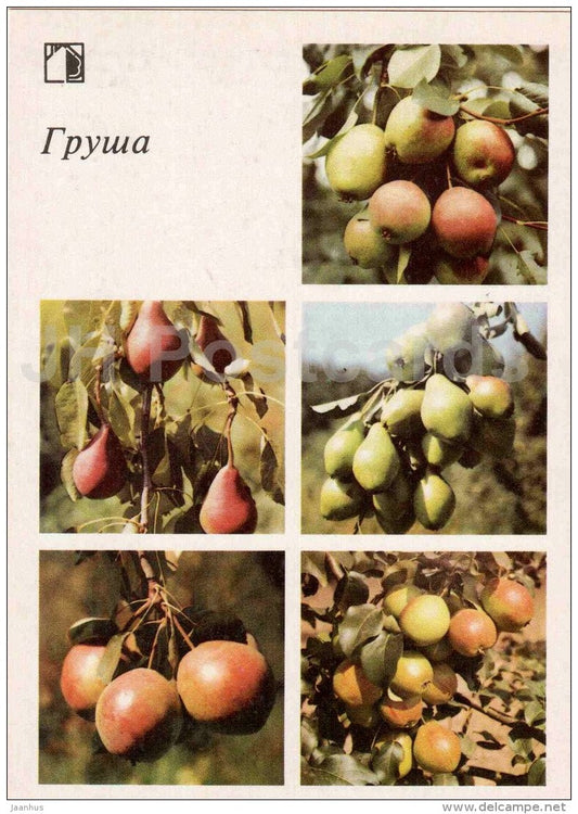 Pear - fruit and berry crops - garden - 1986 - Russia USSR - unused - JH Postcards