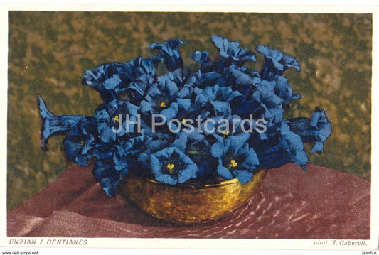 Enzian - Gentianes - flowers - J. Gaberell - old postcard - Switzerland - used - JH Postcards