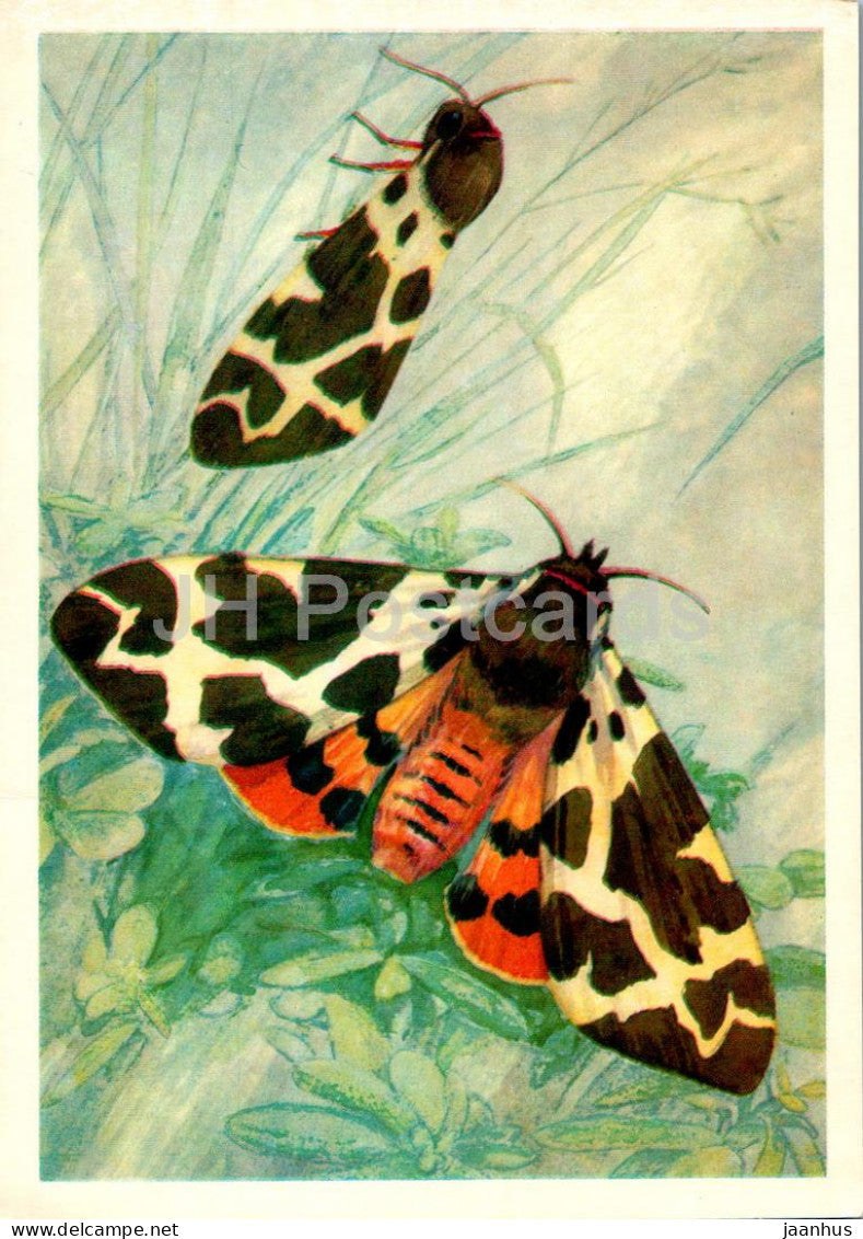 Garden tiger moth - Arctia caja - butterfly - butterflies - 1976 - Russia USSR - unused - JH Postcards