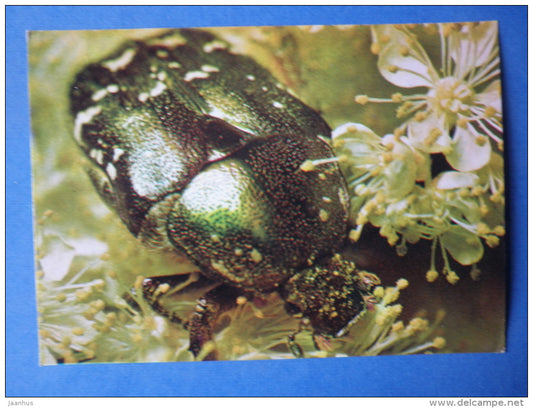 Rose Chafer - Cetonia aurata - beetle - insects - 1980 - Russia USSR - unused - JH Postcards