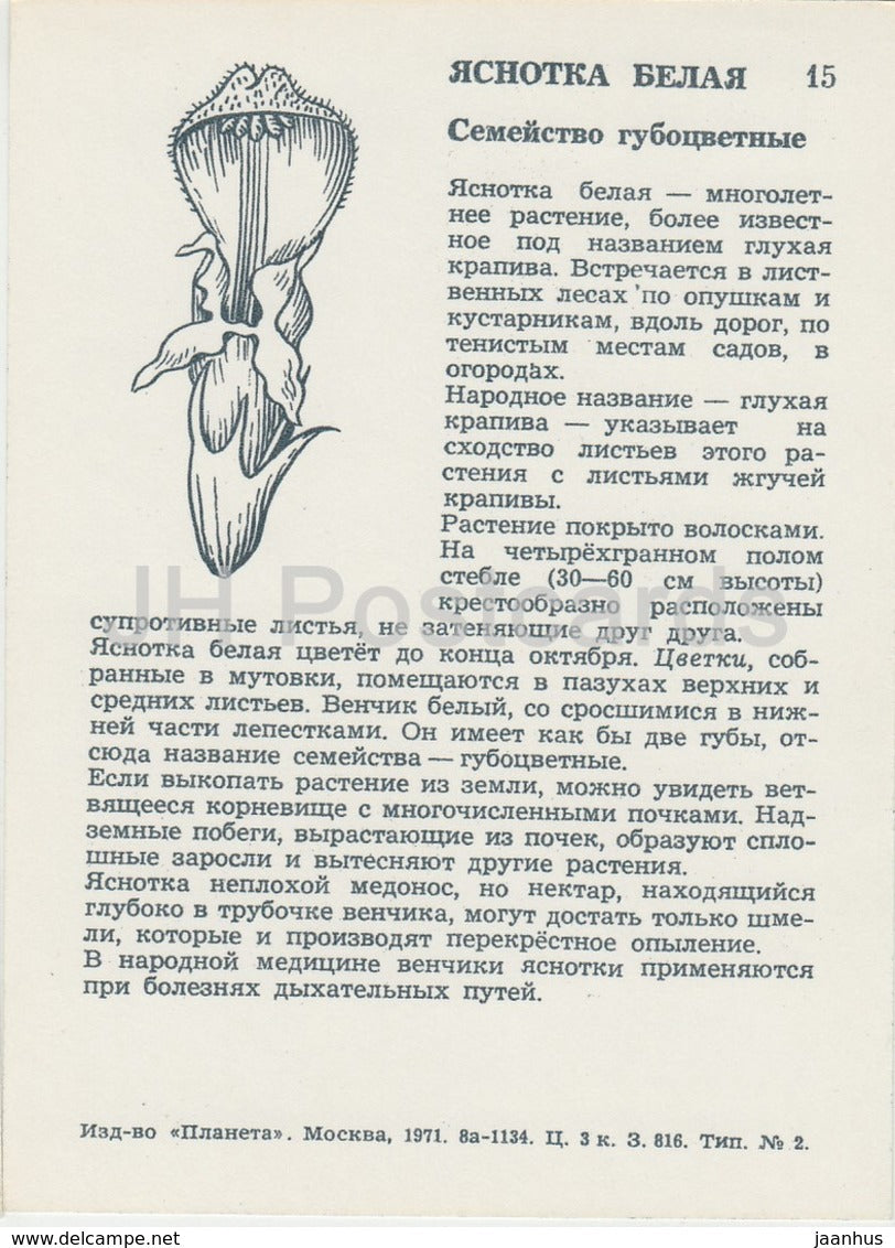 Ortie blanche - Album Lamium - Fleurs sauvages - 1971 - Russie URSS - inutilisé