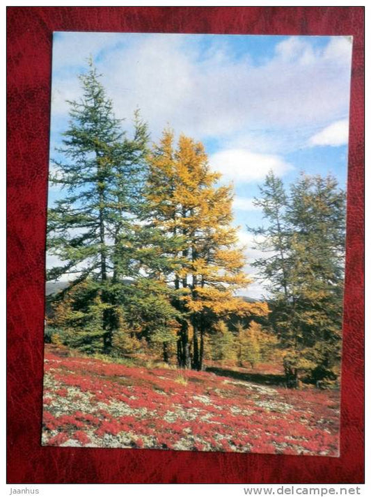 Fall in Chukotka - forest - trees - 1985 - Russia - USSR - used - JH Postcards