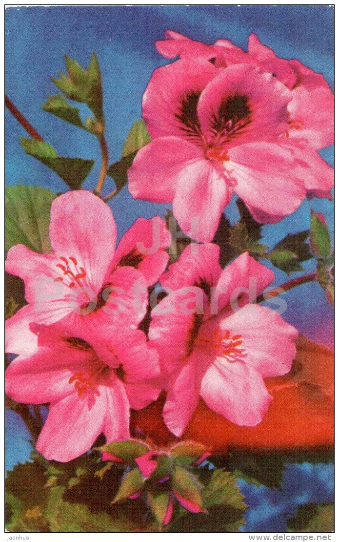 English Pelargonium - flowers - 1973 - Russia USSR - unused - JH Postcards