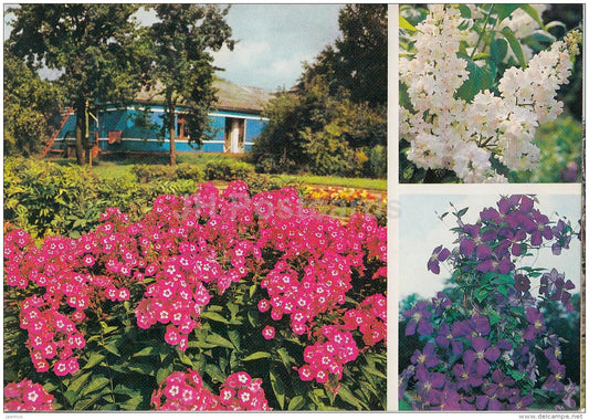 phlox Balmoral - lilac Excellent - clematis Gypsy Queen - Moscow Botanical Garden - 1988 - Russia USSR - unused - JH Postcards
