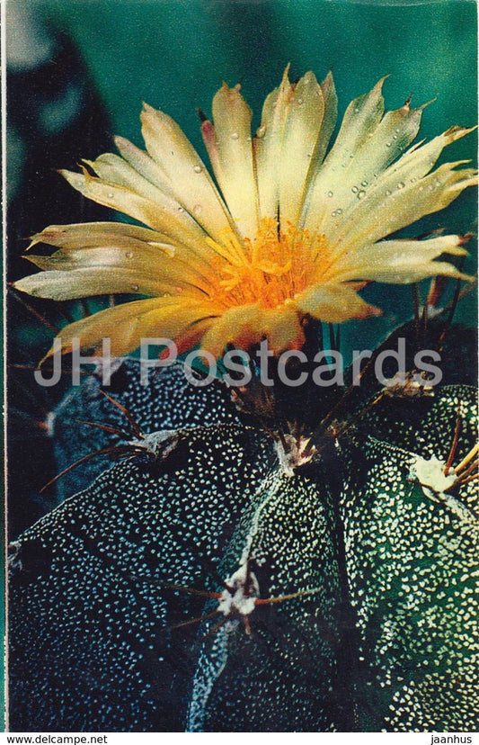 Monk's hood cactus - Astrophytum ornatum - Cactus - Flowers - 1972 - Russia USSR - unused - JH Postcards