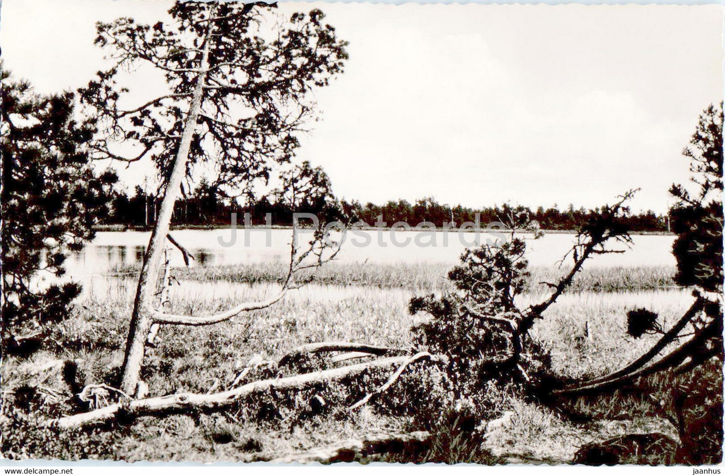 Wildsee zwischen Kaltenbronn und Wildbad im Schwarzwald - old postcard - Germany - unused - JH Postcards