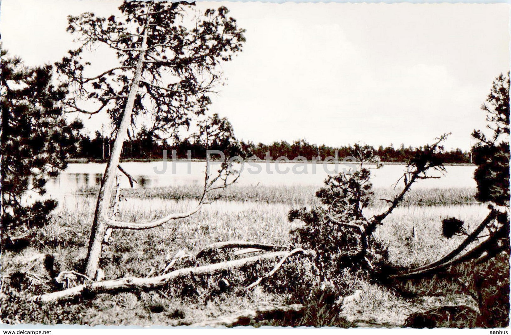 Wildsee zwischen Kaltenbronn und Wildbad im Schwarzwald - old postcard - Germany - unused - JH Postcards