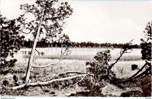 Wildsee zwischen Kaltenbronn und Wildbad im Schwarzwald - old postcard - Germany - unused - JH Postcards