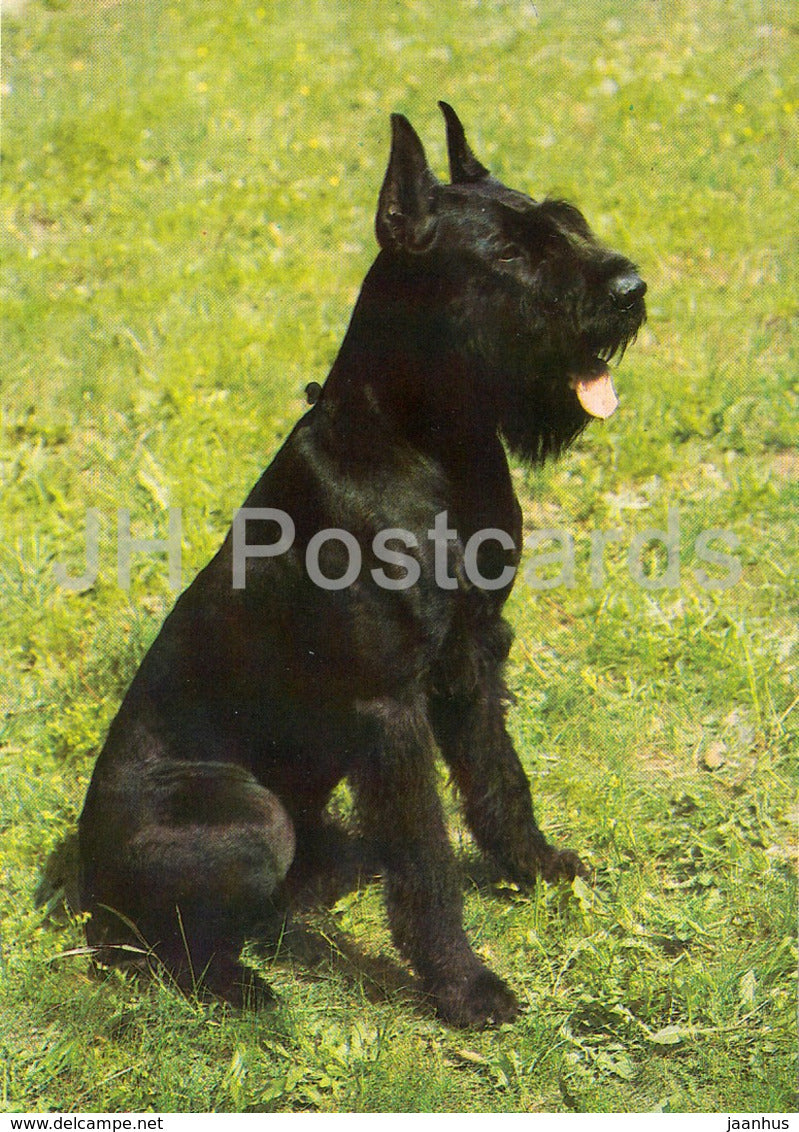 Giant Schnauzer - dog - Czechoslovakia - unused - JH Postcards