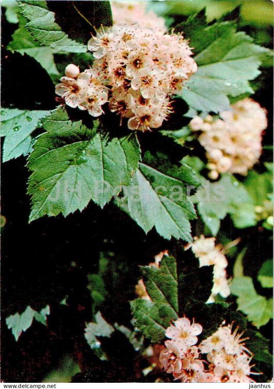 Crataegus sanguinea - Redhaw hawthorn - Medicinal Plants - 1977 - Russia USSR - unused - JH Postcards