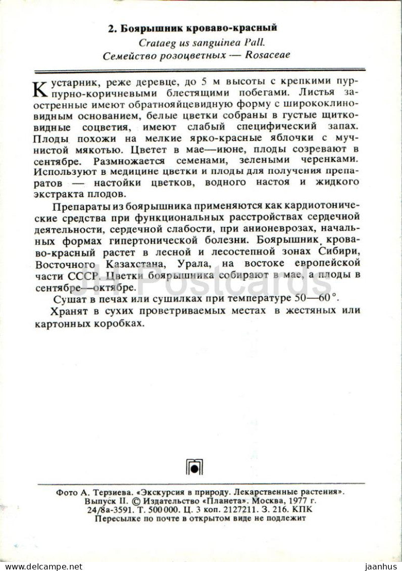 Crataegus sanguinea - Redhaw hawthorn - Medicinal Plants - 1977 - Russia USSR - unused