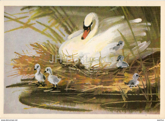 Mute Swan - Cygnus olor - birds - animals - illustration - 1980 - Russia USSR - unused - JH Postcards