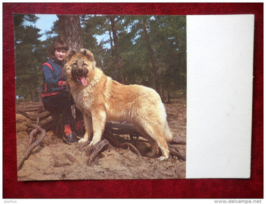 Caucasian Shepherd Dog - dogs - 1987 - Estonia - USSR - unused - JH Postcards