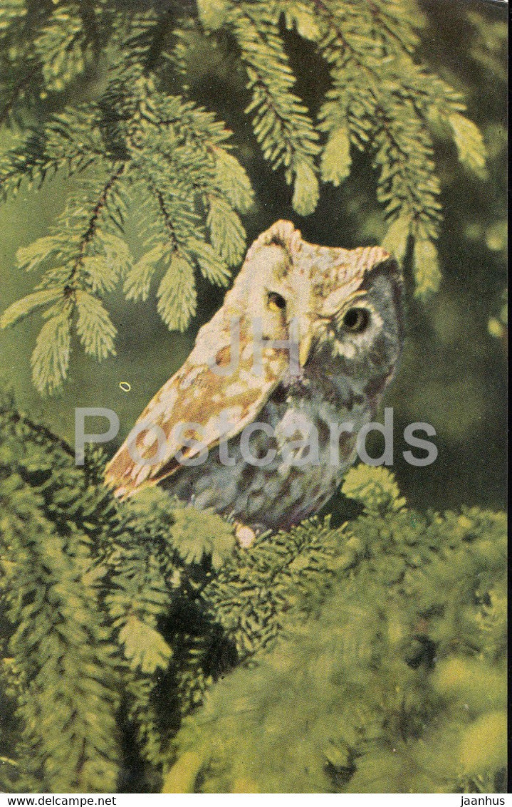Boreal owl - Aegolius funereus - birds - 1968 - Russia USSR - unused - JH Postcards