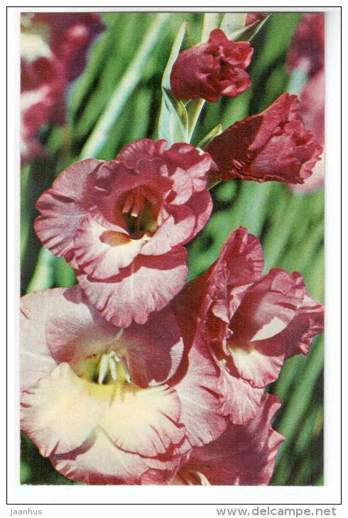 Lavanesque - gladiolus - flowers - 1972 - Russia USSR - unused - JH Postcards
