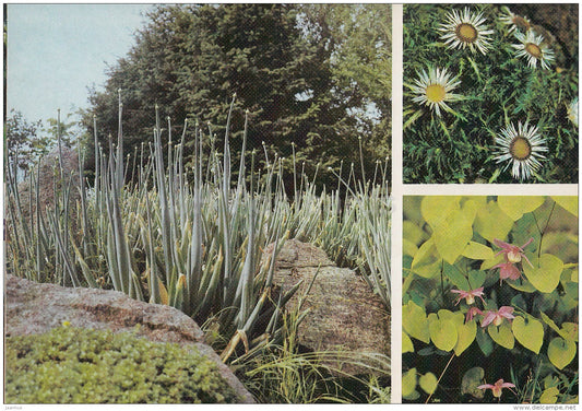 alpinarium - Carlina acaulis - Epimedium koreanum - Moscow Botanical Garden - 1988 - Russia USSR - unused - JH Postcards
