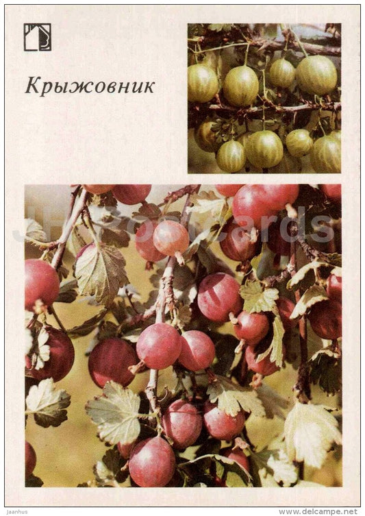gooseberry - fruit and berry crops - garden - 1986 - Russia USSR - unused - JH Postcards