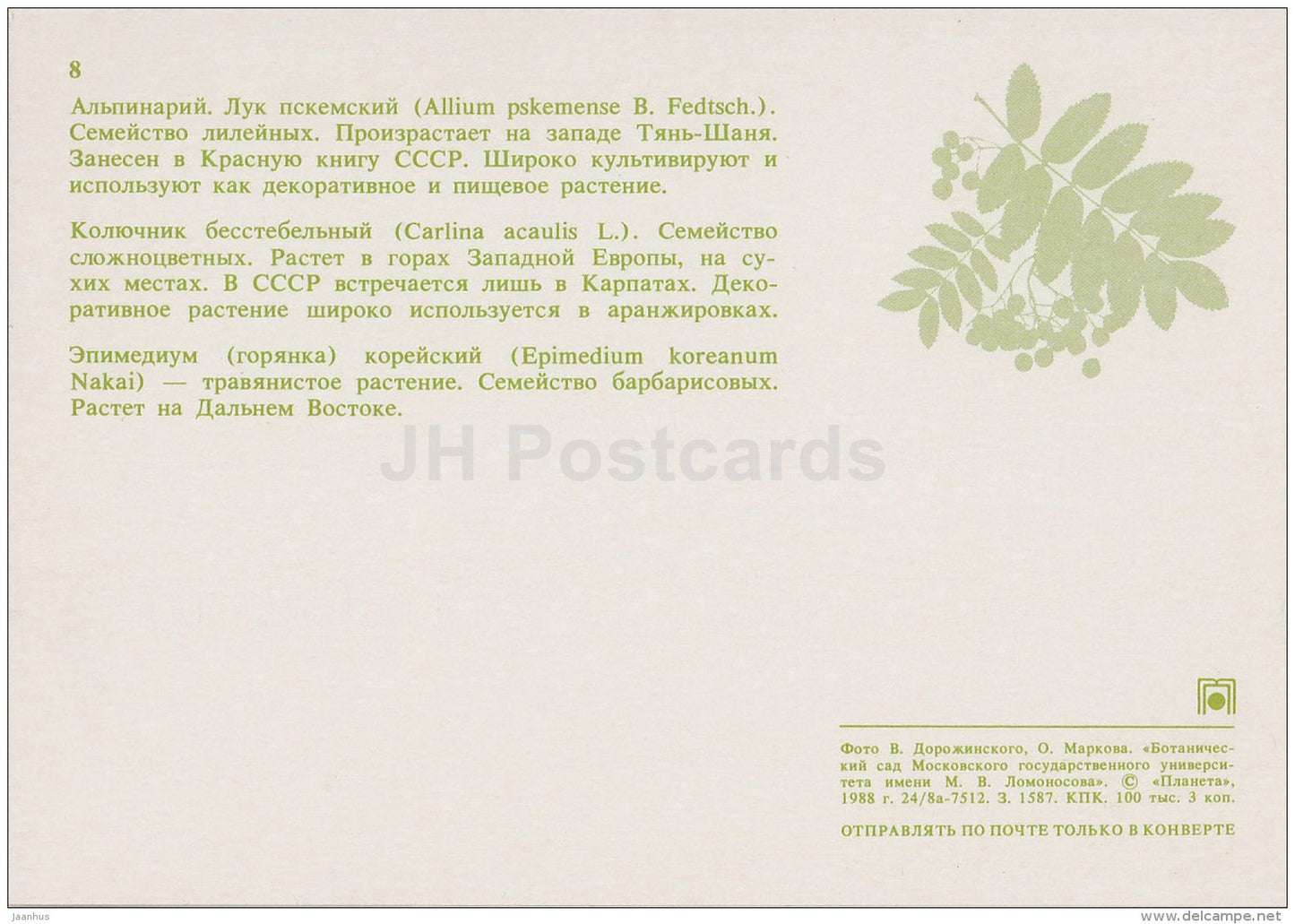 alpinarium - Carlina acaulis - Epimedium koreanum - Moscow Botanical Garden - 1988 - Russia USSR - unused - JH Postcards