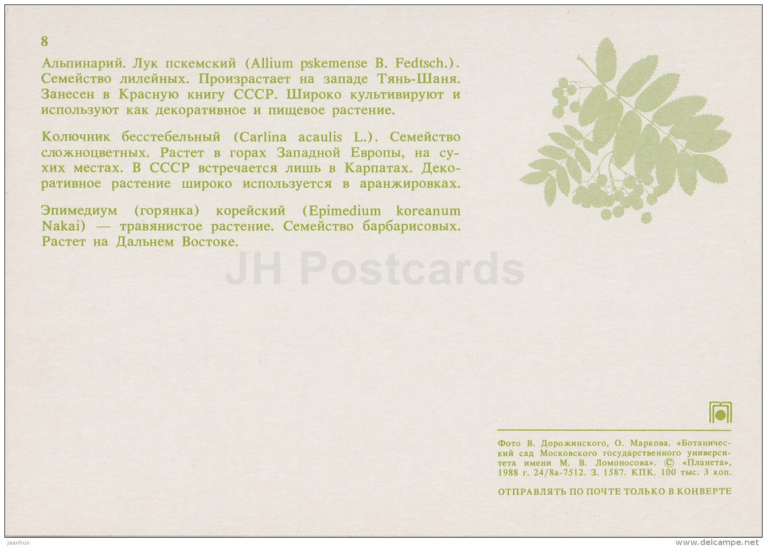 alpinarium - Carlina acaulis - Epimedium koreanum - Moscow Botanical Garden - 1988 - Russia USSR - unused - JH Postcards