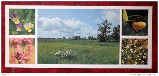 Matsalu National Park - orchids - flowers - 1983 - Estonia - USSR - unused - JH Postcards