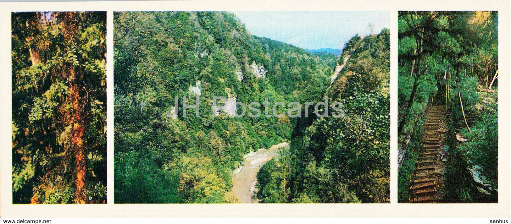 Yew boxwood grove - Caucasian Nature Reserve - 1980 - Russia USSR - unused - JH Postcards