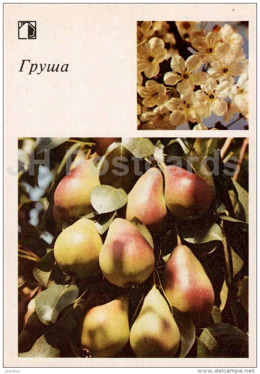 peach - 1 - fruit and berry crops - garden - 1986 - Russia USSR - unused - JH Postcards