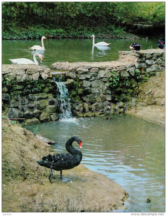 pond - Black Swan - Sochi Dendrarium - 1972 - Russia USSR - unused - JH Postcards