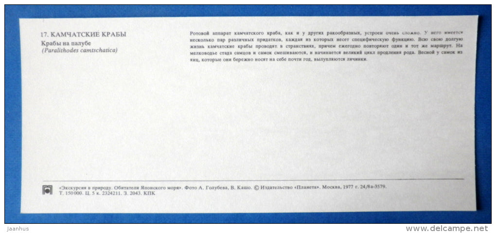 Red king crab - Paralithodes camtschaticus - Japanese sea - 1977 - Russia USSR - unused - JH Postcards