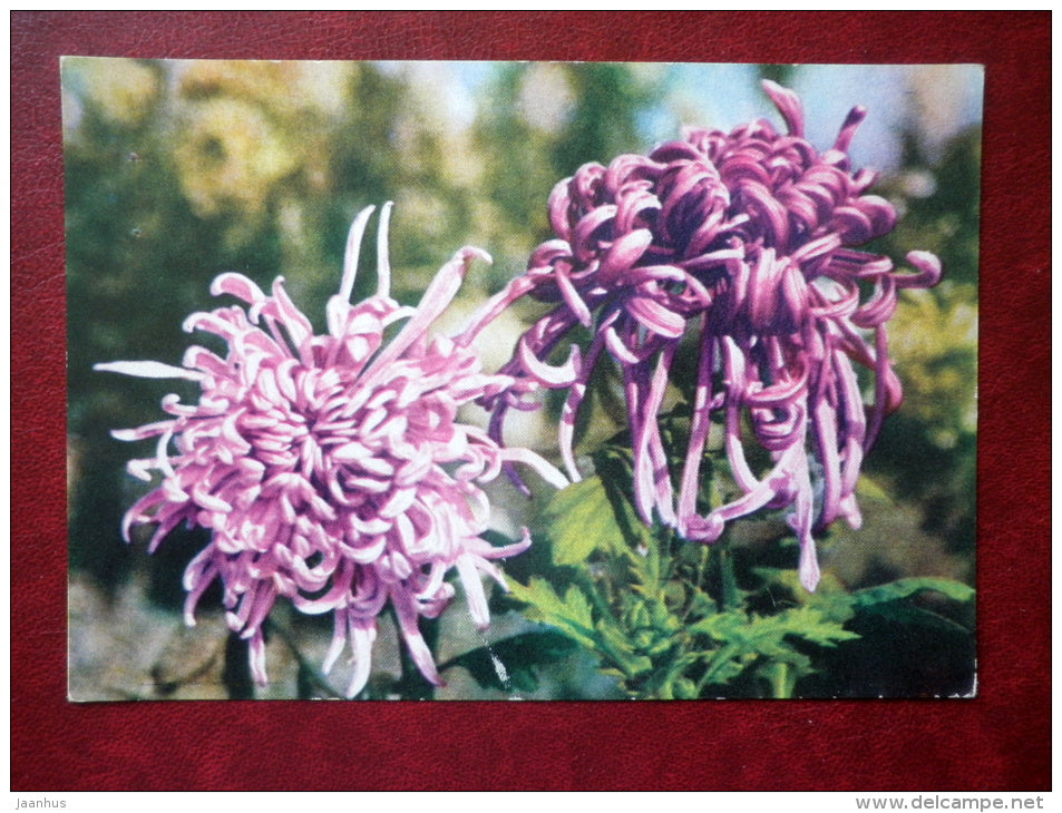 chrysanthemes - flowers - Vietnam - unused - JH Postcards