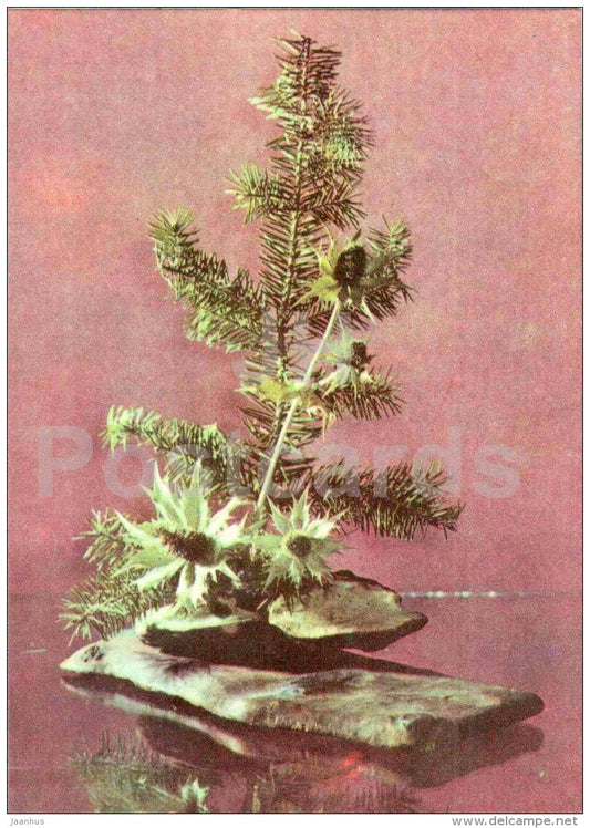 composition Uninhabited island - branches - ikebana - 1979 - Estonia USSR - unused - JH Postcards