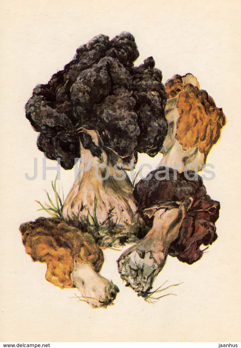 False morel Mushroom - Gyromitra esculenta - illustration by A. Shipilenko - Mushrooms - 1976 - Russia USSR - unused - JH Postcards