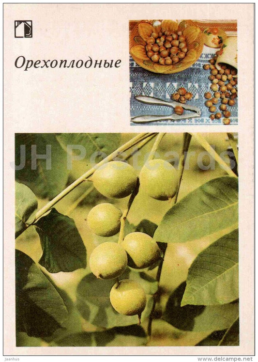 hazelnut - walnut - fruit and berry crops - garden - 1986 - Russia USSR - unused - JH Postcards