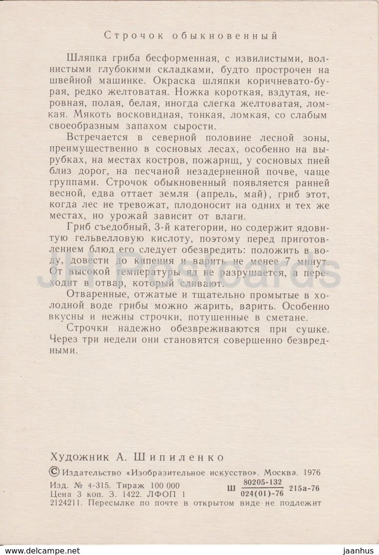 False morel Mushroom - Gyromitra esculenta - illustration by A. Shipilenko - Mushrooms - 1976 - Russia USSR - unused - JH Postcards
