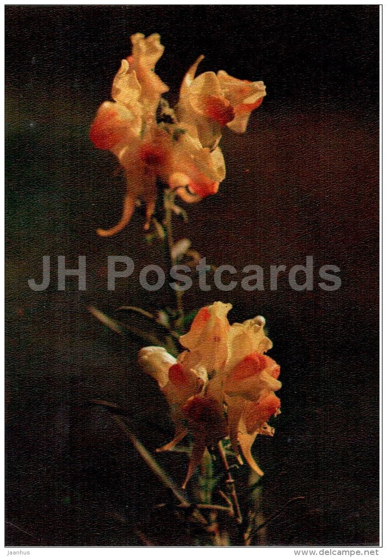 Yellow Toadflax - Linaria vulgaris - medicinal plants - 1976 - Russia USSR - unused - JH Postcards