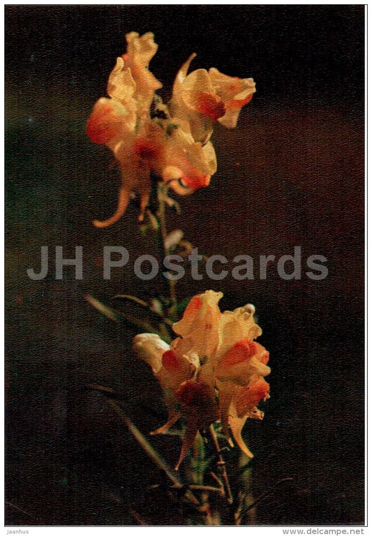 Yellow Toadflax - Linaria vulgaris - medicinal plants - 1976 - Russia USSR - unused - JH Postcards