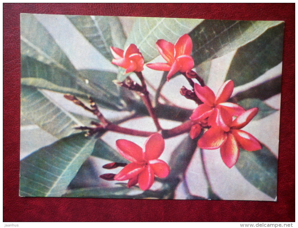red frangipani - Plumeria rubra - flowers - Vietnam - unused - JH Postcards