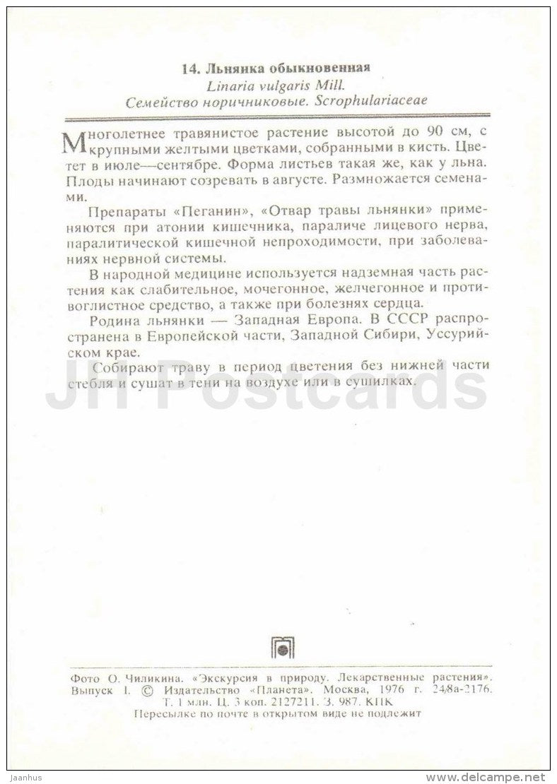 Yellow Toadflax - Linaria vulgaris - medicinal plants - 1976 - Russia USSR - unused - JH Postcards