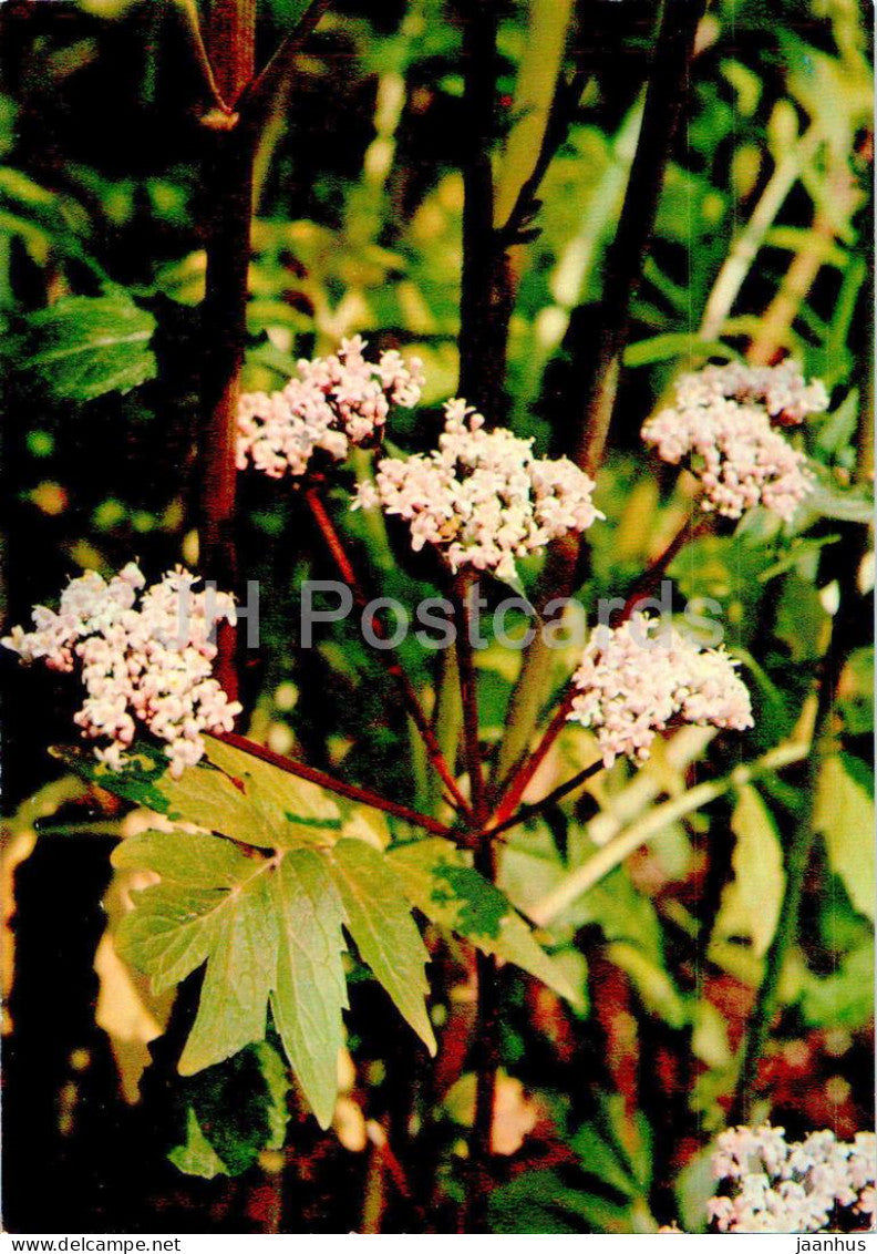 Valeriana officinalis - Valerian - Medicinal Plants - 1977 - Russia USSR - unused - JH Postcards