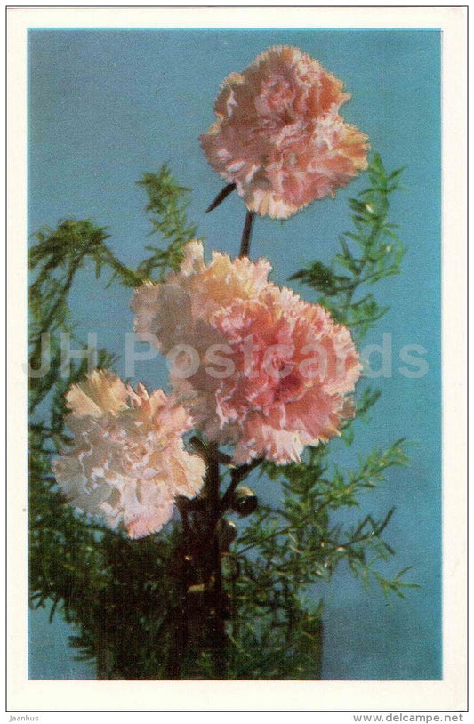 pink carnation - flowers - Russia USSR - unused - JH Postcards