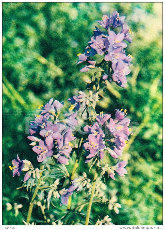 Jacob's Ladder - Polemonium caeruleum - Medicinal Plants - 1983 - Russia USSR - unused - JH Postcards