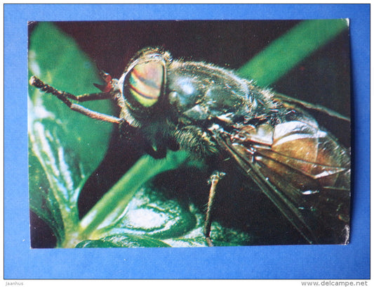 Horse Fly - Hybomitra sp - fly - insects - 1980 - Russia USSR - unused - JH Postcards