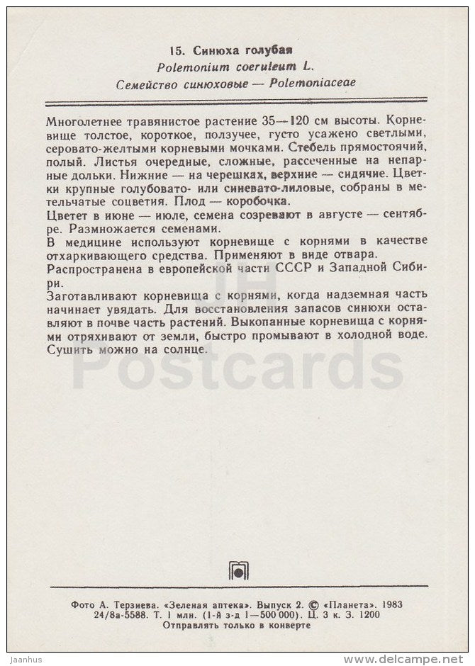 Jacob's Ladder - Polemonium caeruleum - Medicinal Plants - 1983 - Russia USSR - unused - JH Postcards